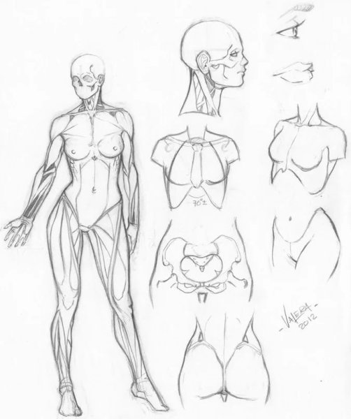 Тело человека референс анатомия