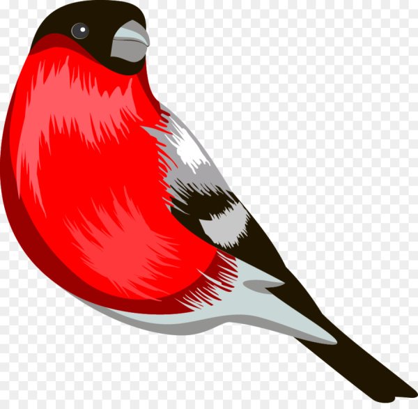 Снегирь на прозрачном фоне