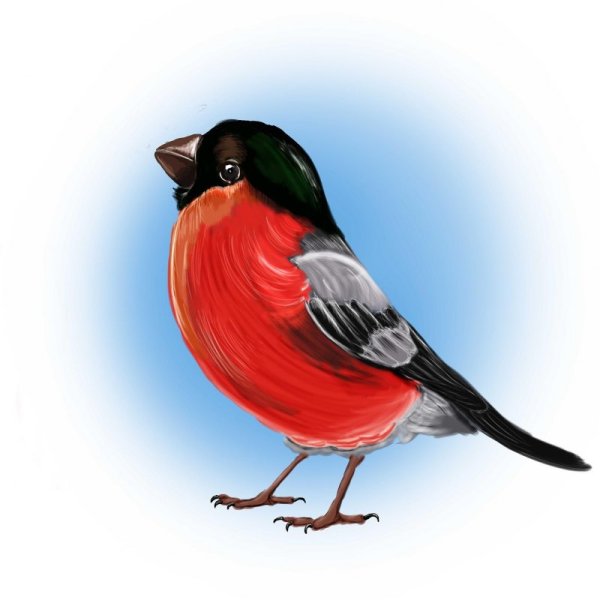 Снегирь на белом фоне