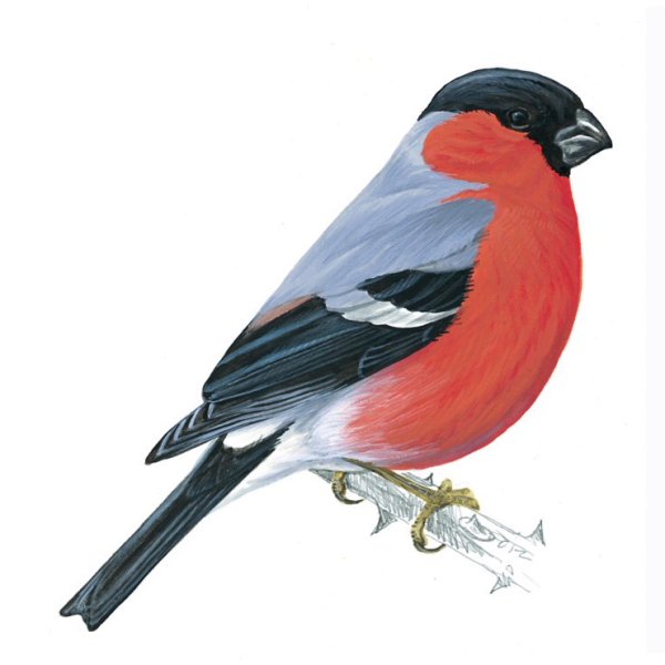 Снегирь раскраска для малышей