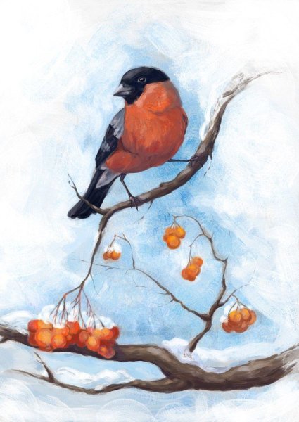 Снегирь на белом фоне