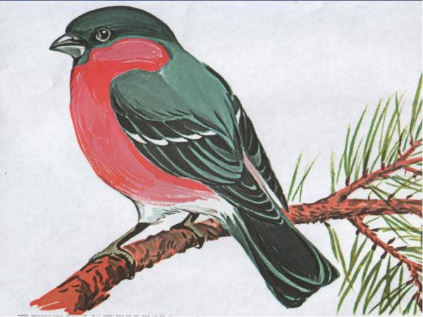 Птица на ветке рисунок