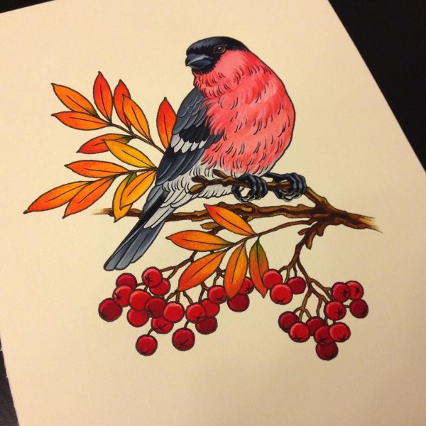 Зимующие птицы рисунок для детей