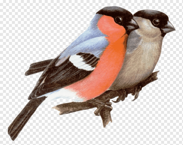 Снегирь раскраска