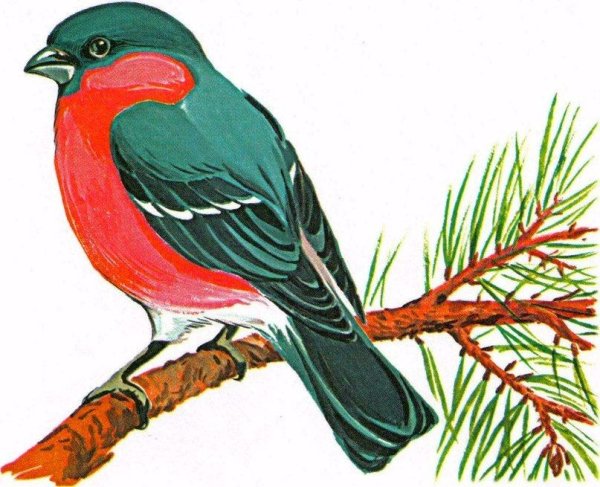 Раскраска синичка и Снегирь для детей