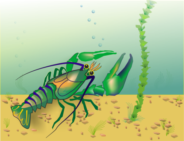 Ракк картинки для детей