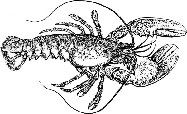Зарисовки ракообразных