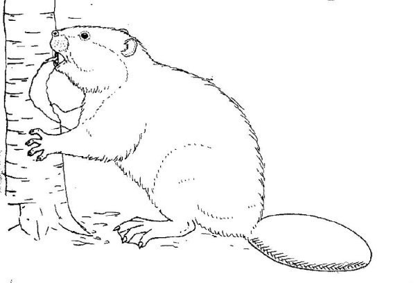Бобер рисунок