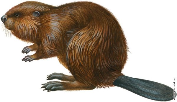 Картинки бобра для срисовки