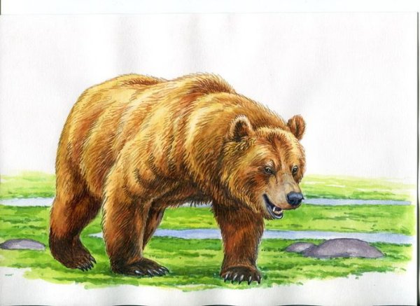 Бурый медведь для детей