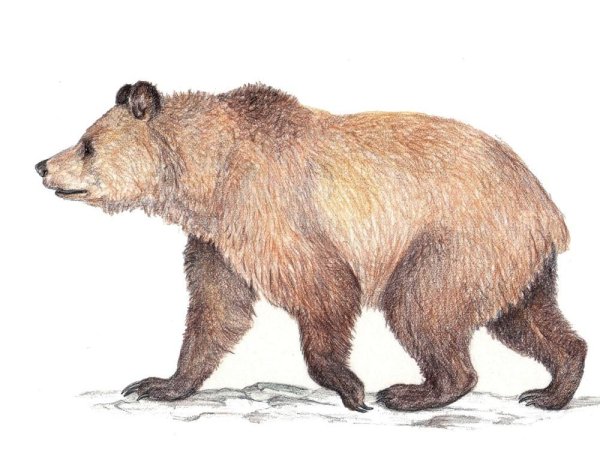 Нарисовать медведя