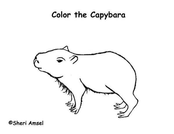 Капибара раскраска для детей