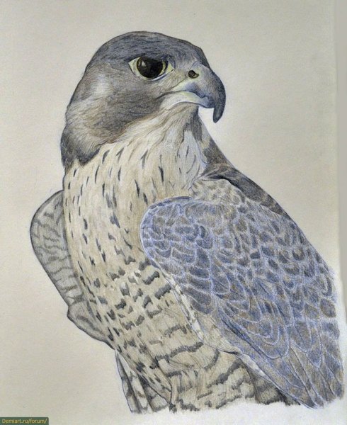 Сокол картинка для детей