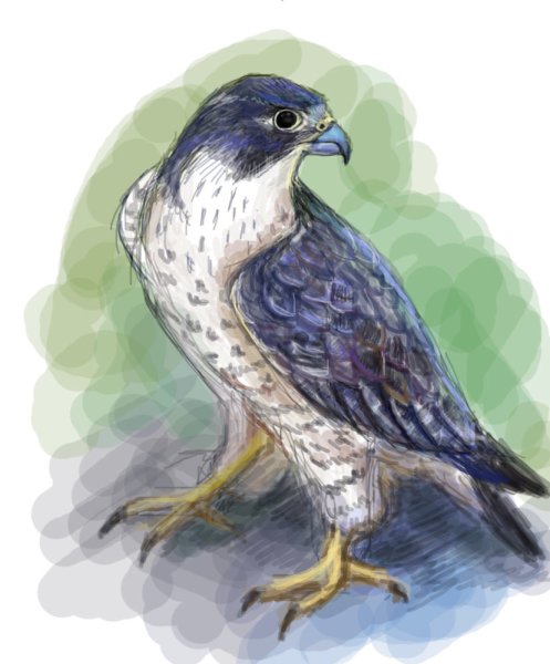 Сокол нарисованный