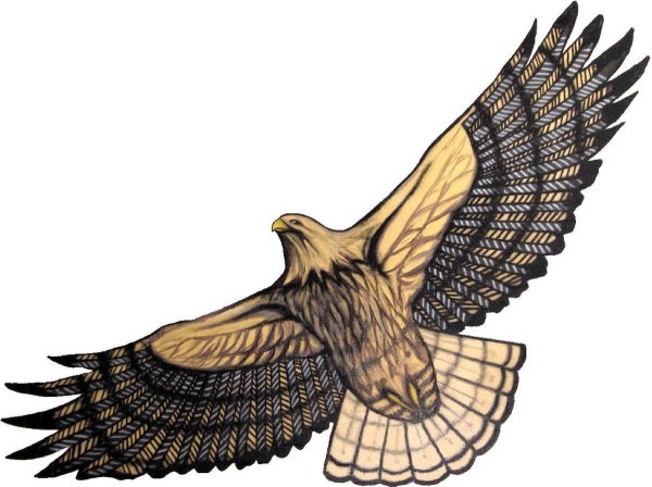 Сокол иллюстрация
