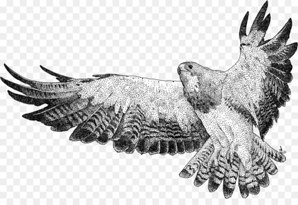 Графическое изображение Сокола