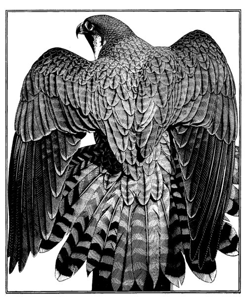 Сапсан птица тату