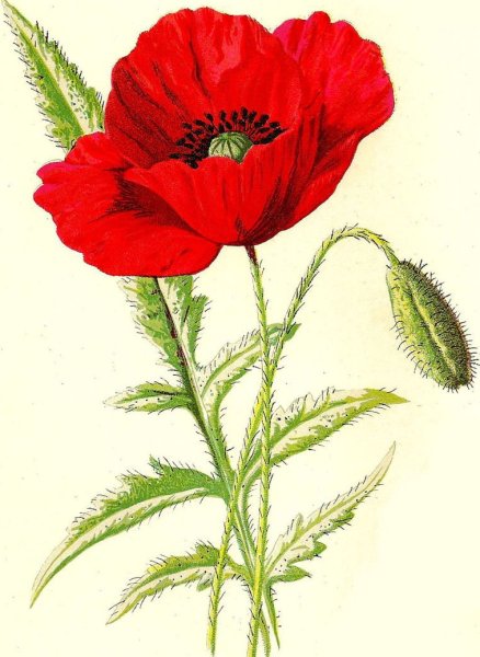 Мак на белом фоне