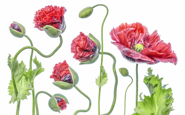 Маки рисунок