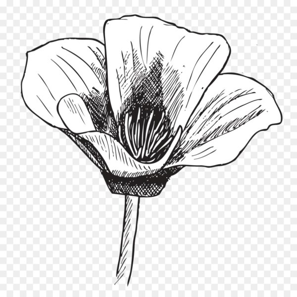 Мак рисунок