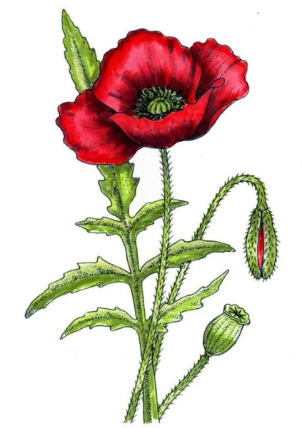 Мак рисунок