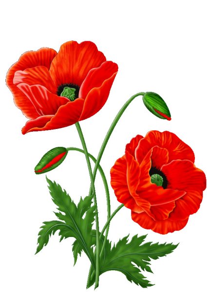 Мак Нарисовая