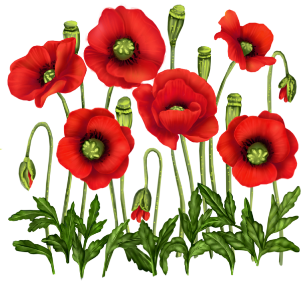 Маки орнамент