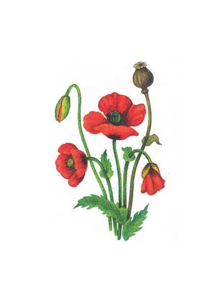 Мак для дошкольников