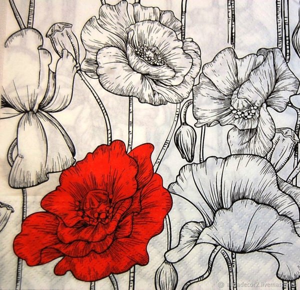 Мак самосейка Ботанический рисунок
