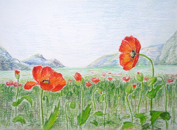 Раскраска Мак цветок