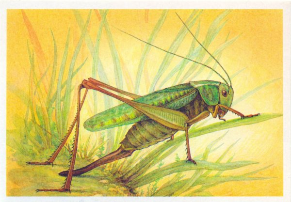 Сверчок со скрипкой