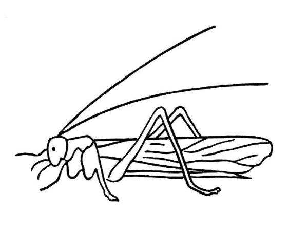 Кузнечики мультяшные