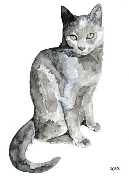 Коты Воители чиста Кол