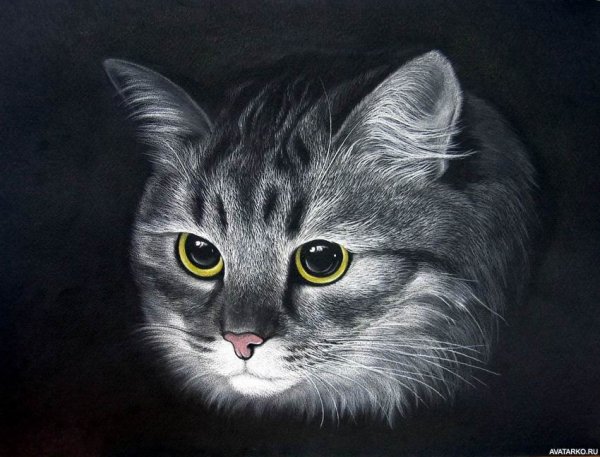 Рисуем британского кота