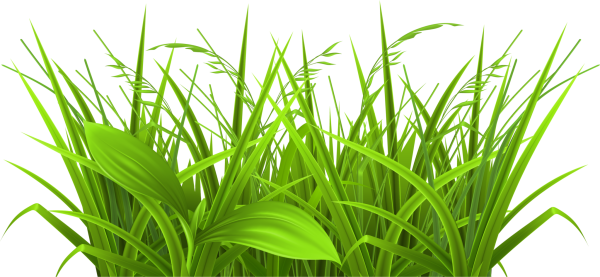 Растения на прозрачном фоне