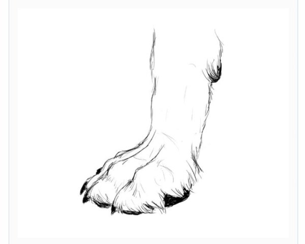 Лапа рисунок