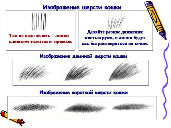 Шесть зверей окружающий мир