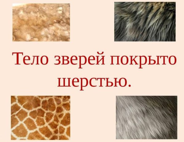 Зарисовки шерсти животных