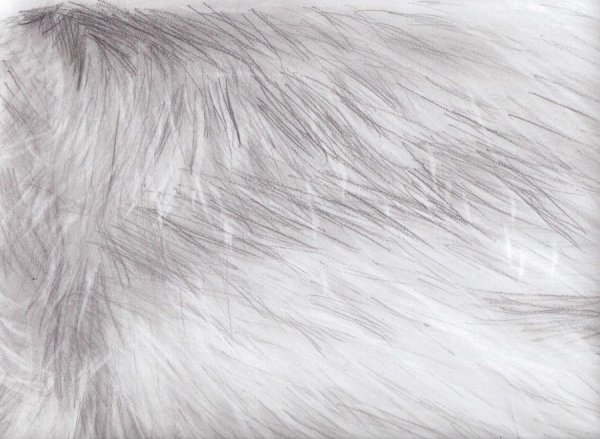 Шерсть карандашом