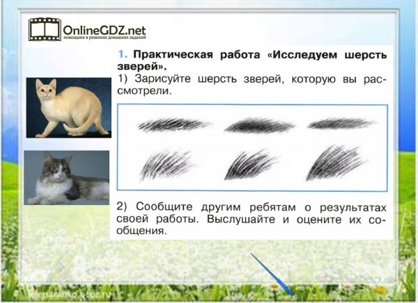 Зарисовать шерсть зверей