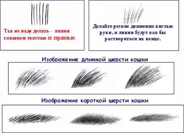 Зарисуйте шерсть животных окружающий мир 1 класс