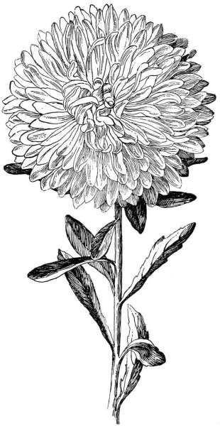 Botanical Aster Flower