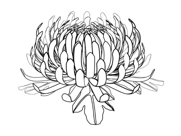 Астра однолетняя ботаника