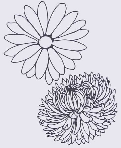 Астра раскраска