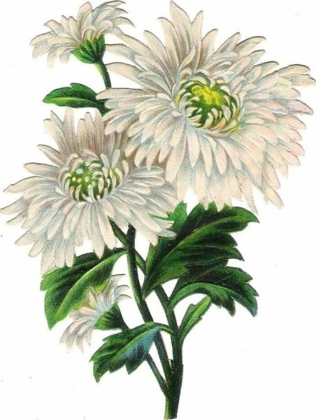 Botanical Aster Flower