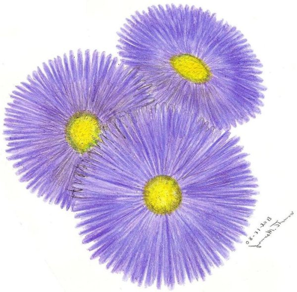 Цветок Астра.