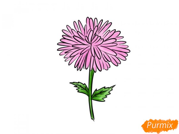 Астра раскраска