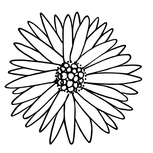 Раскраска Астра цветок для детей