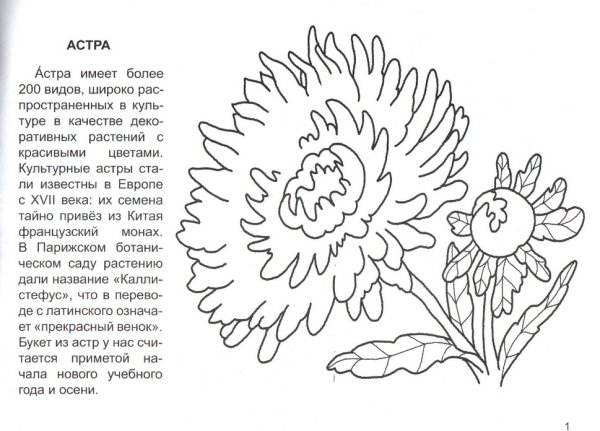 Хризантема Астра бархатцы чб