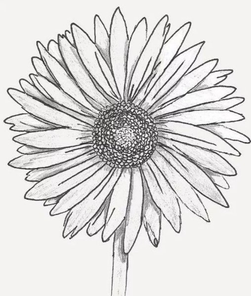 Циния ботаника